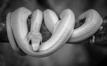 Tajne kambodžanskih pećina: Otkriveno jedanaest novih životinjskih vrsta