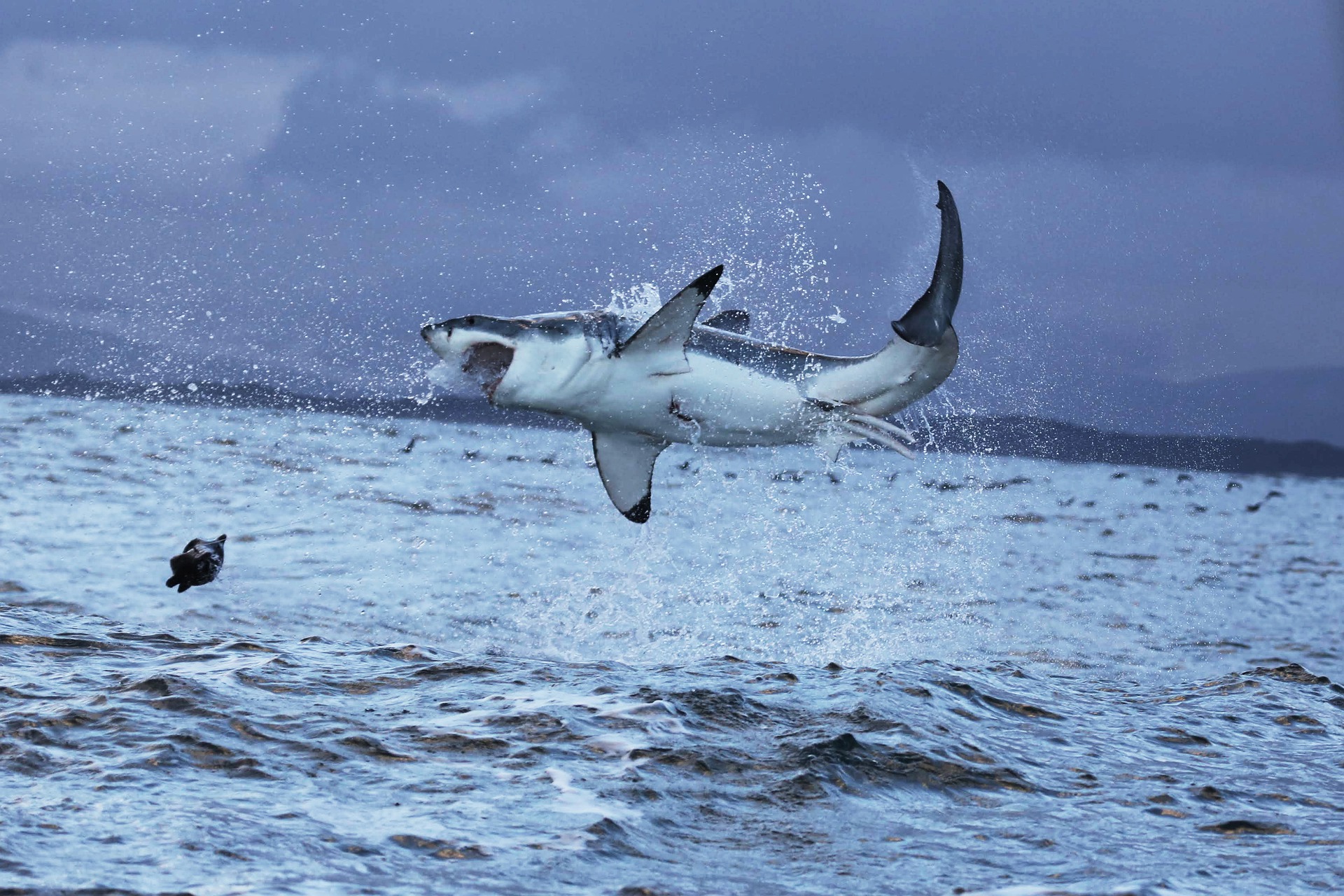 Речное нападение. Great White Shark , Carcharodon carcharias,. Большая белая акула людоед. Акула белая, акула-людоед, кархародон.