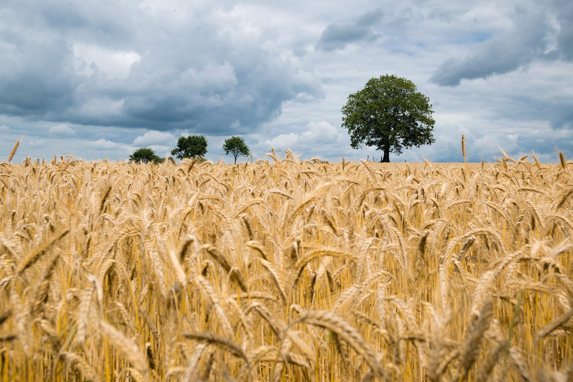 Pad cene pšenice