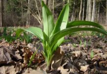 Čisti krv i obara pritisak, raste svuda oko nas