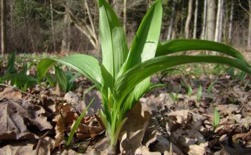 Čisti krv i obara pritisak, raste svuda oko nas