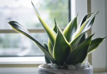 Ova biljka uspeva samo posebnim ljudima