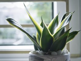 Ova biljka uspeva samo posebnim ljudima