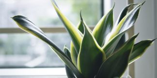 Ova biljka uspeva samo posebnim ljudima