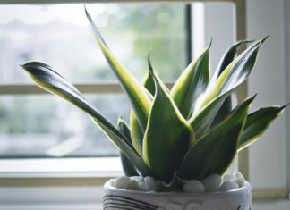 Ova biljka uspeva samo posebnim ljudima