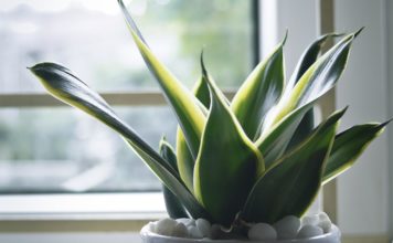 Ova biljka uspeva samo posebnim ljudima