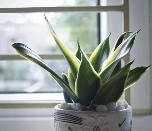 Ova biljka uspeva samo posebnim ljudima