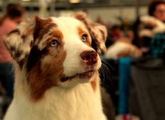 I psi pate od nesanice, ali stručnjaci imaju rešenje