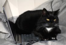 Prepoznajte da je vaša ljubimica pod stresom: Tri promene otkrivaju da mačka prolazi kroz težak period