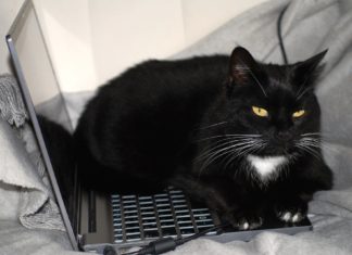 Prepoznajte da je vaša ljubimica pod stresom: Tri promene otkrivaju da mačka prolazi kroz težak period