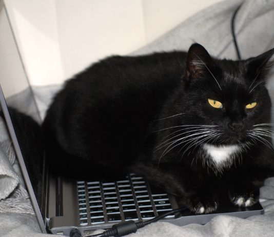 Prepoznajte da je vaša ljubimica pod stresom: Tri promene otkrivaju da mačka prolazi kroz težak period