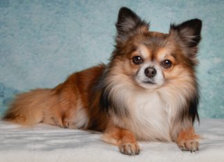 Ako ne podnosite dlake po kući ove rase pasa su idealne za vas, skoro uopšte se ne linjaju