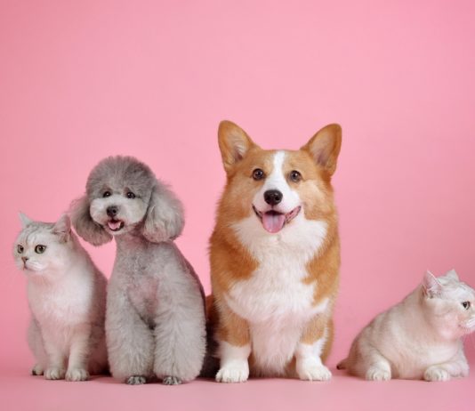 Srbija ispunila uslove EU za lakše putovanje sa kućnim ljubikmcima