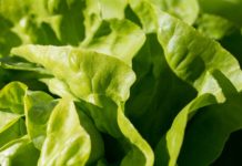 Kada zelena salata može biti problematična?