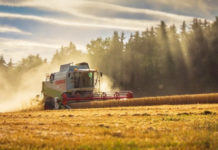 Odlična žetva u Rusiji