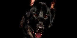 Bajdenov pas 24 puta ujeo agente tajne službe