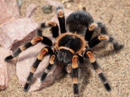 Oko 150 tarantula pronađeno u kući