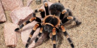 Oko 150 tarantula pronađeno u kući