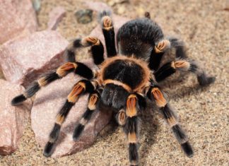 Oko 150 tarantula pronađeno u kući
