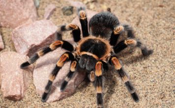 Oko 150 tarantula pronađeno u kući