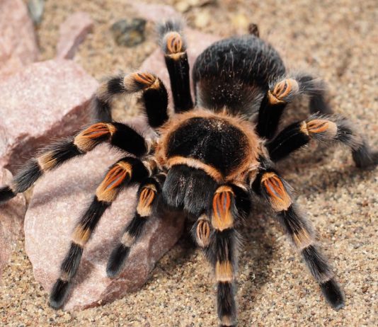 Oko 150 tarantula pronađeno u kući