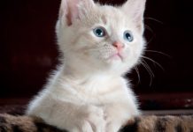 U ovoj japanskoj firmi živi i “radi” 11 mačaka