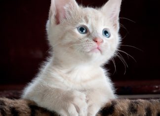 U ovoj japanskoj firmi živi i “radi” 11 mačaka