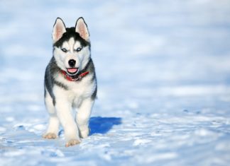 Najpopularnije rase pasa u 2023. godini