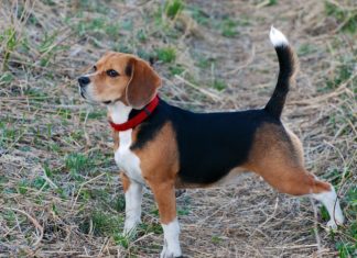 Zašto psi mašu repom?