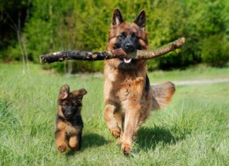 Kako zaštititi šape psa od vrućine?