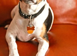 Prepoznajte da li je vaš pas debeo