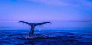 Na plaži Novog Zelanda pronađen najređi kit na svetu