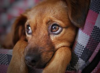 Ovi znakovi ukazuju na to da je vaš pas pod stresom