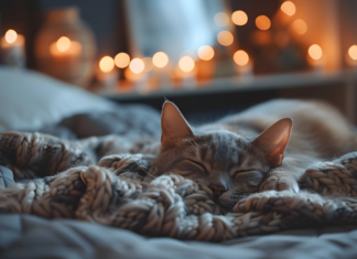 Koliko mačića mogu imati mačke?