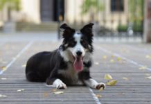 Zašto pas juri svoj rep? Iza bezazlene igre može da se krije zdravstveni problem