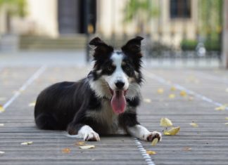 Zašto pas juri svoj rep? Iza bezazlene igre može da se krije zdravstveni problem
