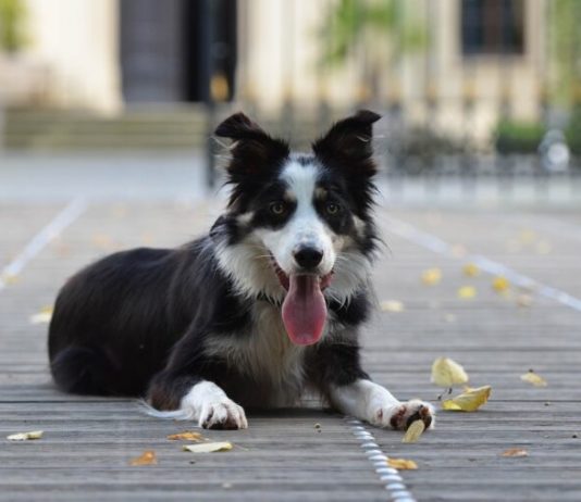 Zašto pas juri svoj rep? Iza bezazlene igre može da se krije zdravstveni problem