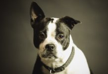 Ignoriše šta mu pričate i ponaša se buntovno? I psi mogu da budu u pubertetu