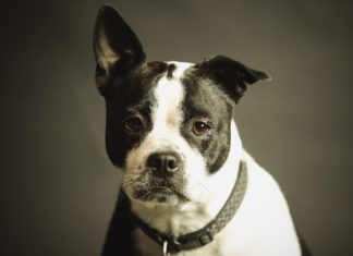 Ignoriše šta mu pričate i ponaša se buntovno? I psi mogu da budu u pubertetu