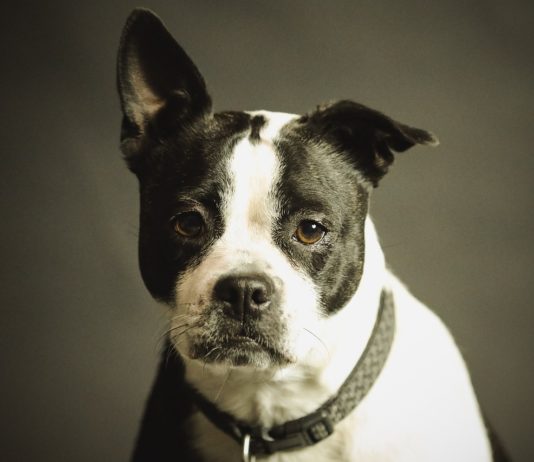 Ignoriše šta mu pričate i ponaša se buntovno? I psi mogu da budu u pubertetu