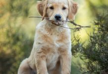 Pripazite, ovaj rizik vreba pse koji jedu sneg