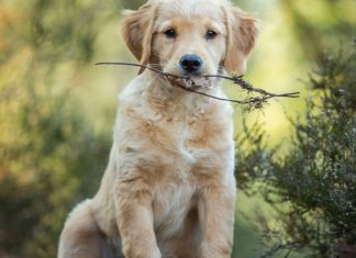 Pripazite, ovaj rizik vreba pse koji jedu sneg