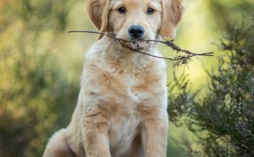 Pripazite, ovaj rizik vreba pse koji jedu sneg
