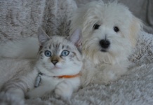 Alergije kod mačaka i pasa u hladnim mesecima