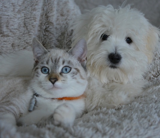 Alergije kod mačaka i pasa u hladnim mesecima