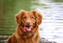 4 saveta kako podstaći psa da pije više vode