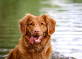 Kako naučiti psa da ne grize?