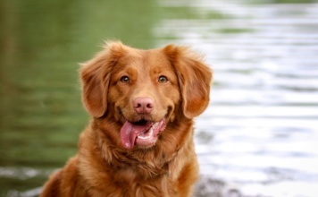 Posledice koje vatromet i petarde ostavljaju na kućne ljubimce – kako to da sprečimo