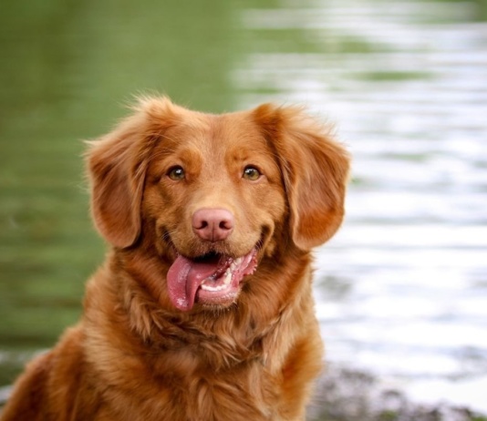 4 saveta kako podstaći psa da pije više vode