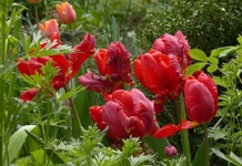 Vaše cveće će “eksplodirati” u junu – samo ako ovo uradite pre aprila